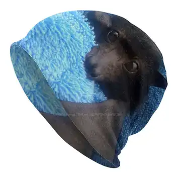 Бебе Прилеп Cruz син цвят. Вязаная капачка, топла шапка, улични шапки, прилепи и приятели Австралия, Прилеп лисица, сладки малки животни