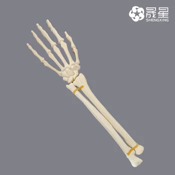 Работилница за моделиране лучезапястного става, костни триони, предоперационная практическа подготовка скелет костите, обратно към върха на ставите, редово сухожилие на китката