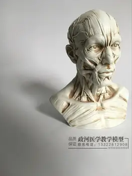 художествени скица на модел на главата на човешкия мускулен скелета, анатомия на черепа, модел бюст